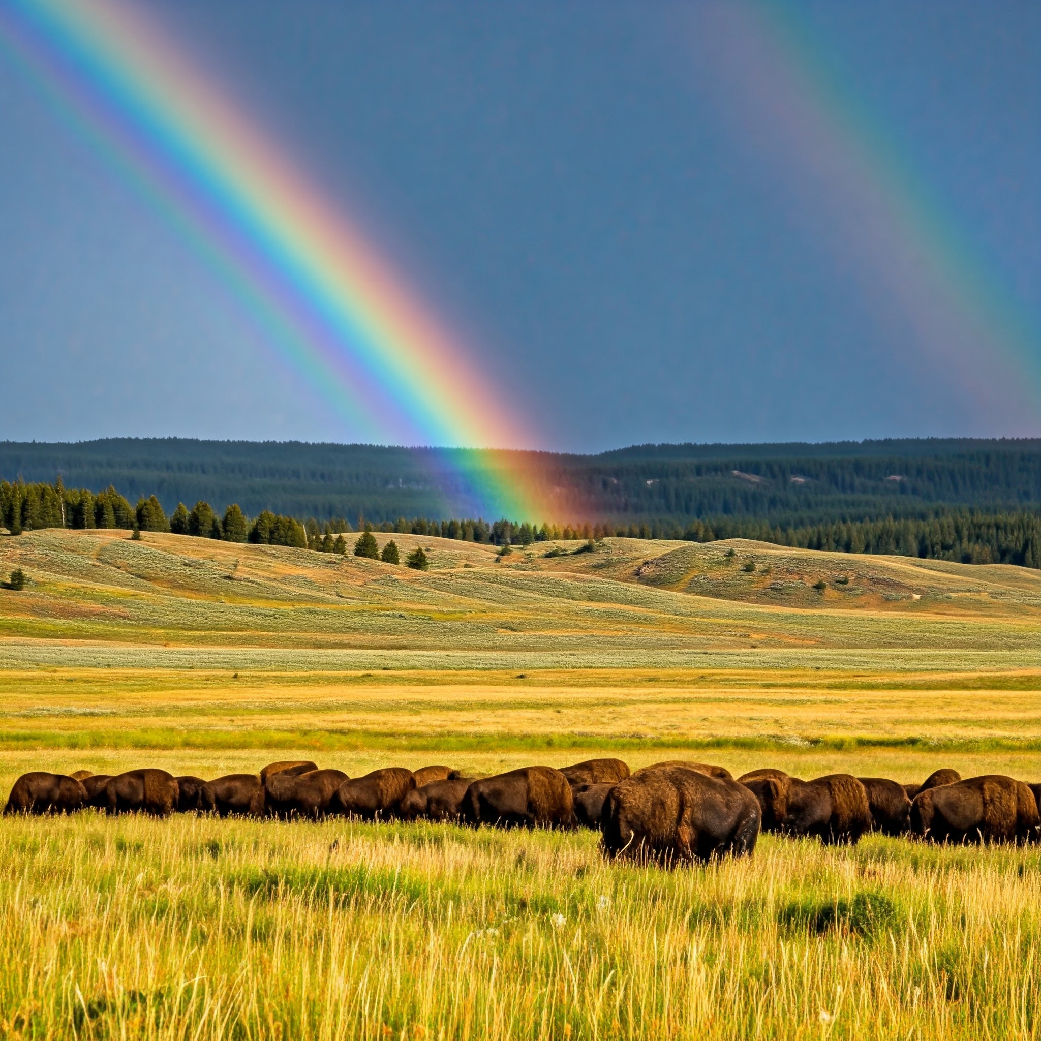 Psalm 23:1 (NKJV) - The Lord is my shepherd; I shall not want.